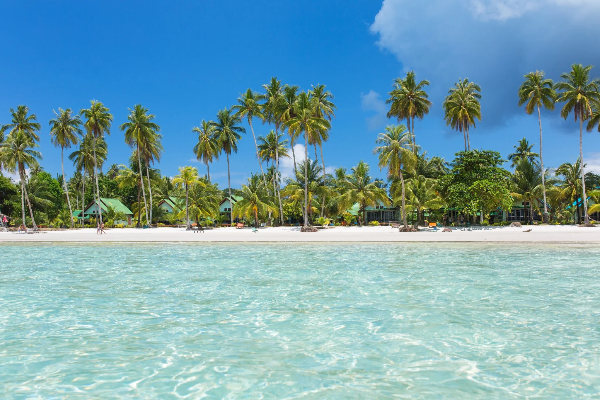 Palm trees along a sunny tropical coastline in Koh Kood, Thailand